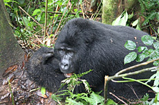 Gorila en la selva de Uganda. / Foto: F.L.S.